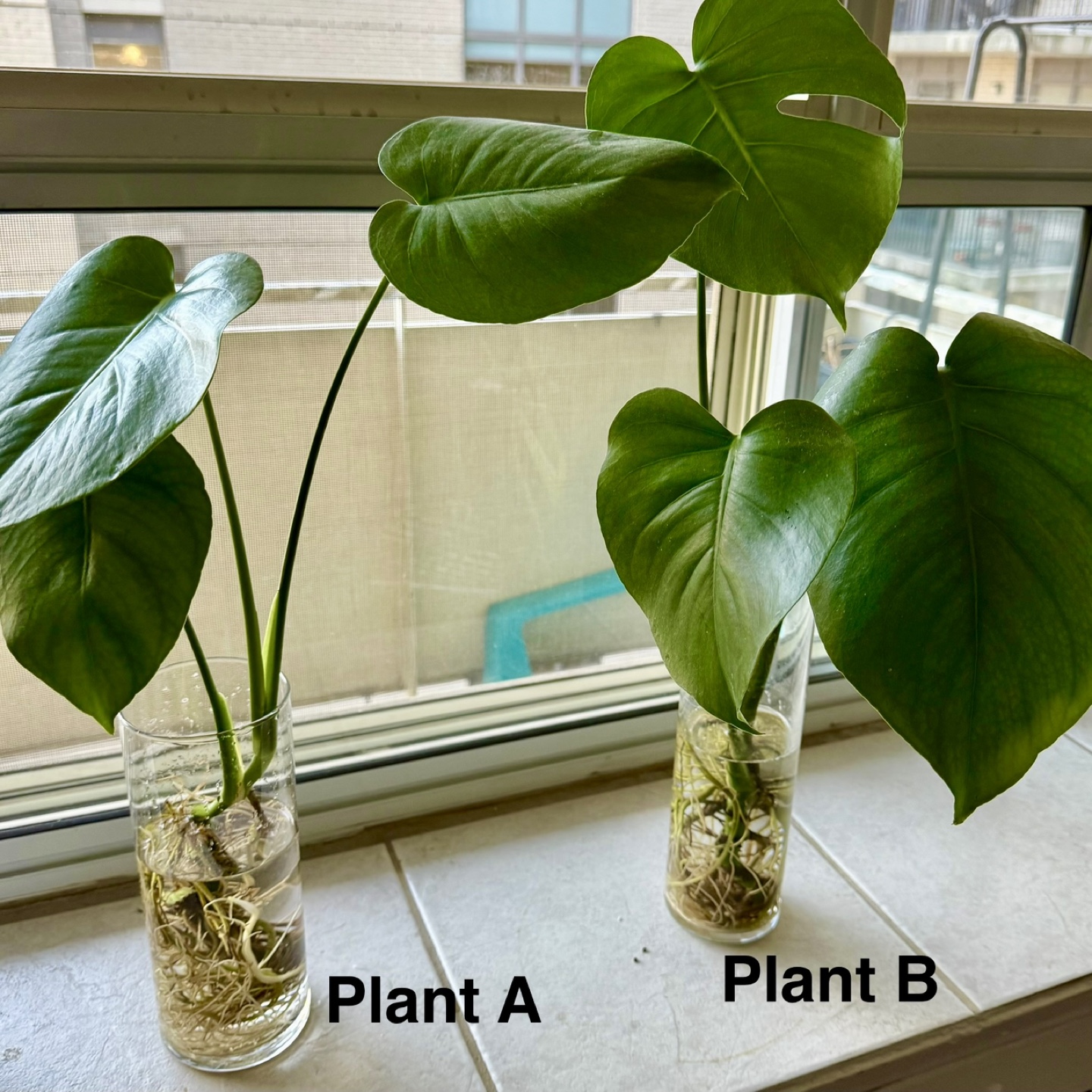 Monstera Plant in water propagation