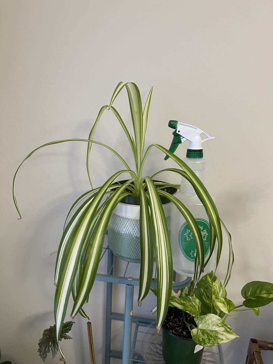 Spider Plant - photo 4