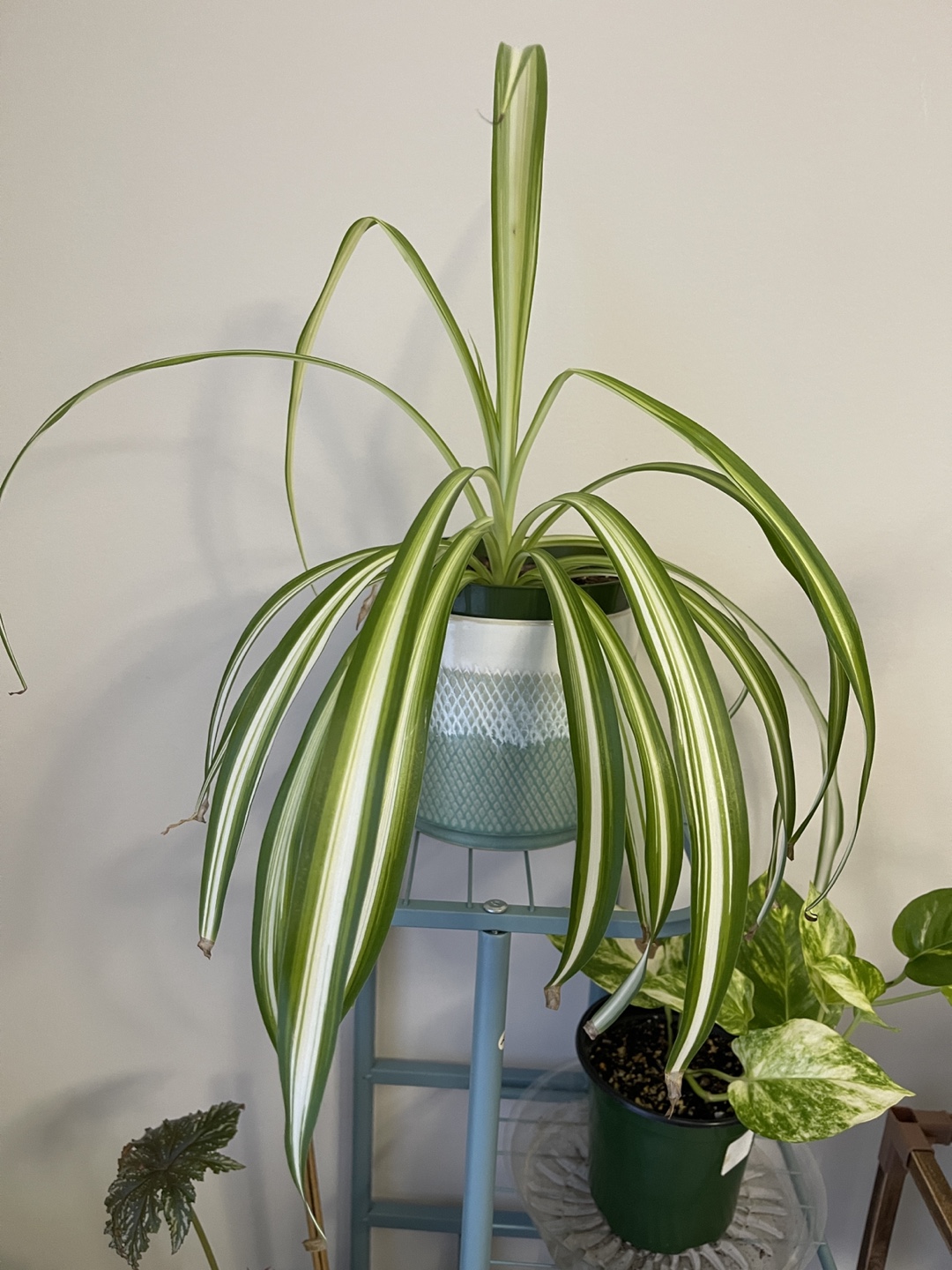 Spider Plant - photo 3