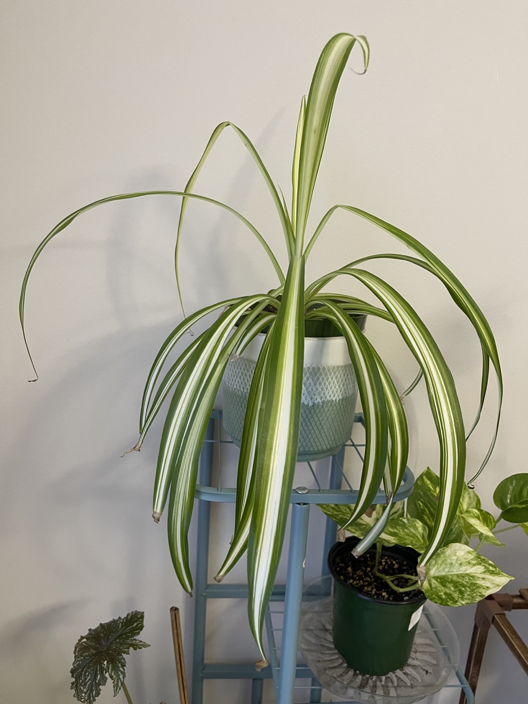 Spider Plant - photo 2