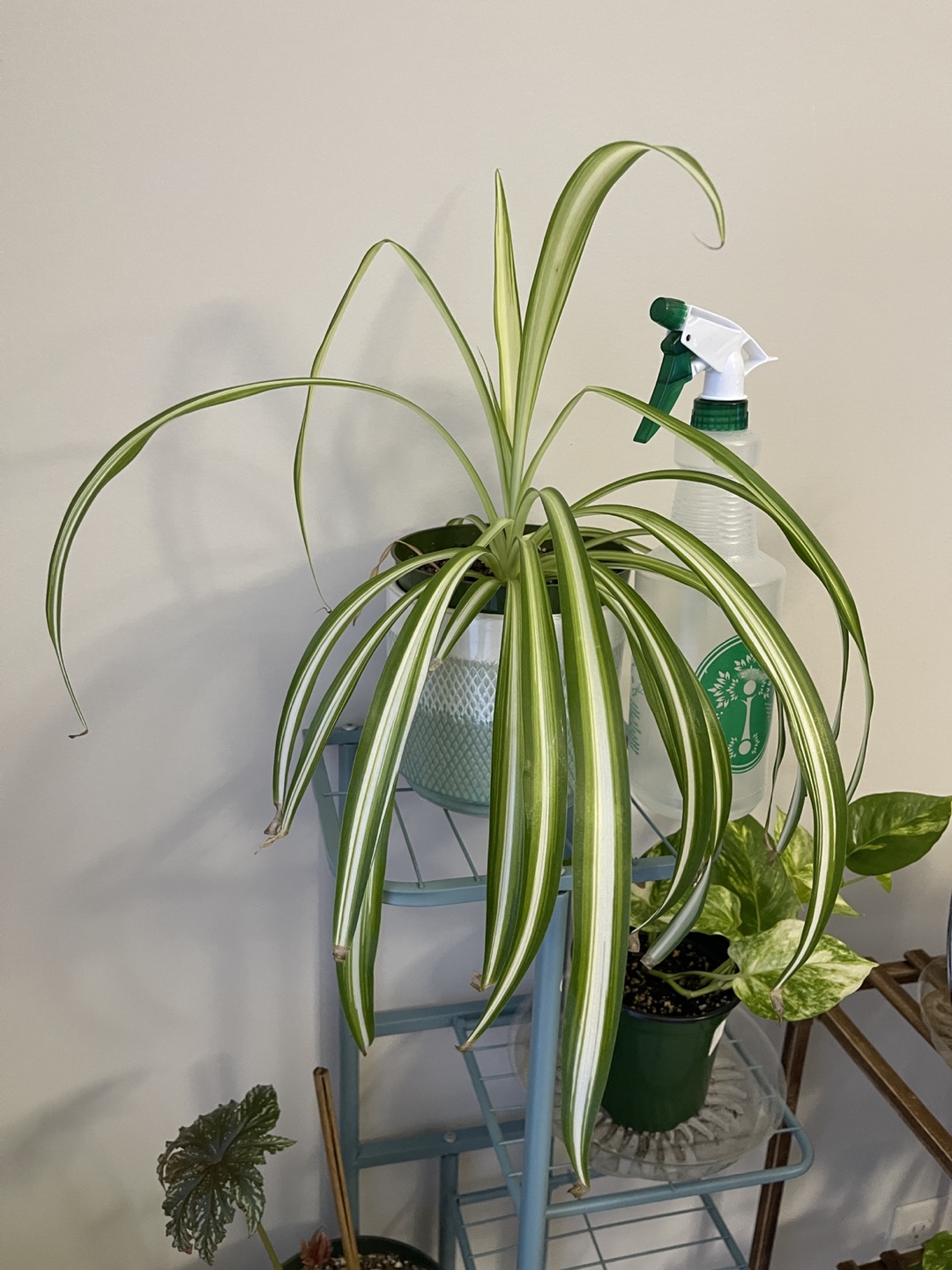Spider Plant