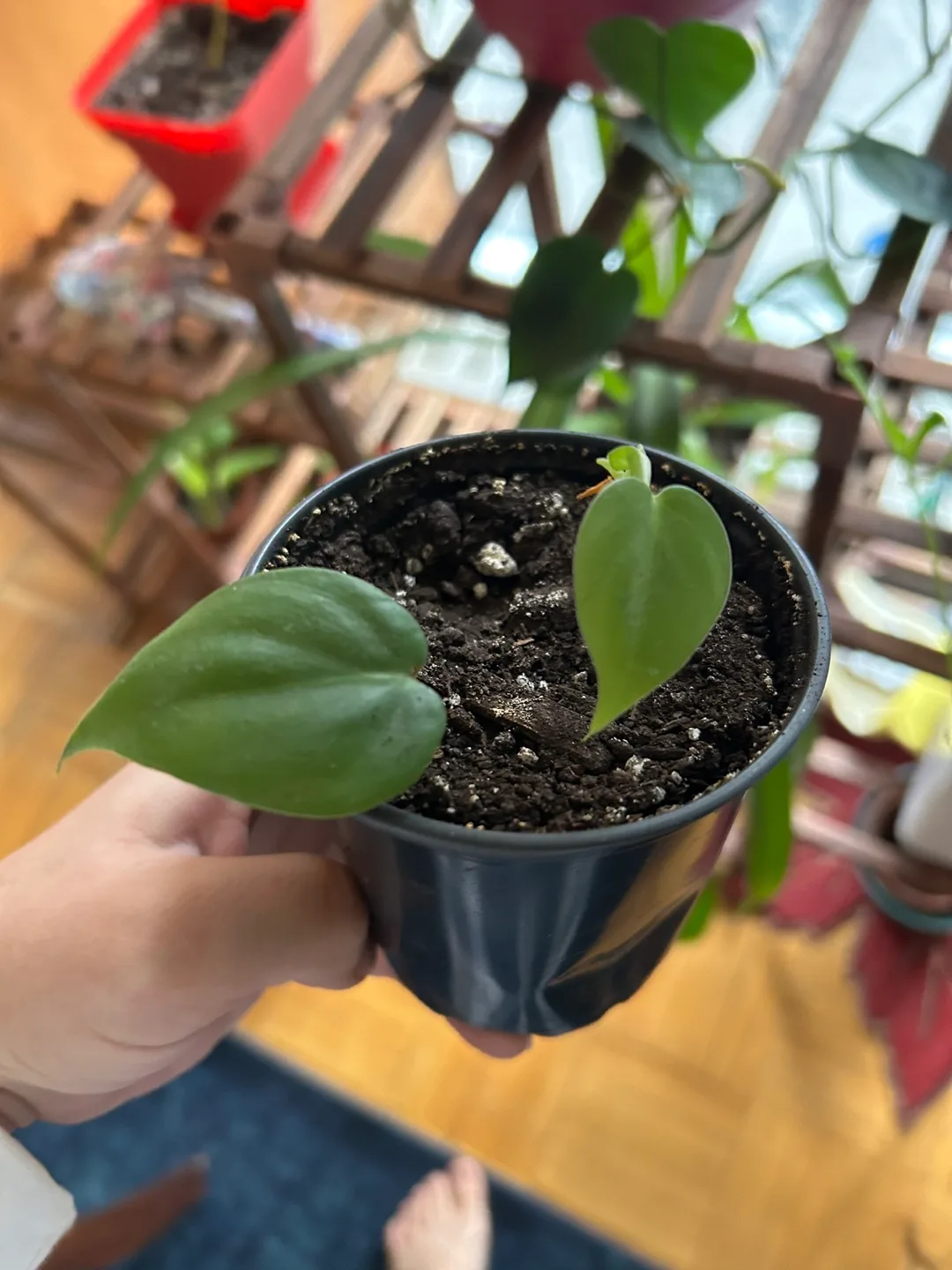 Philodendron Birkin Cutting thumbnail
