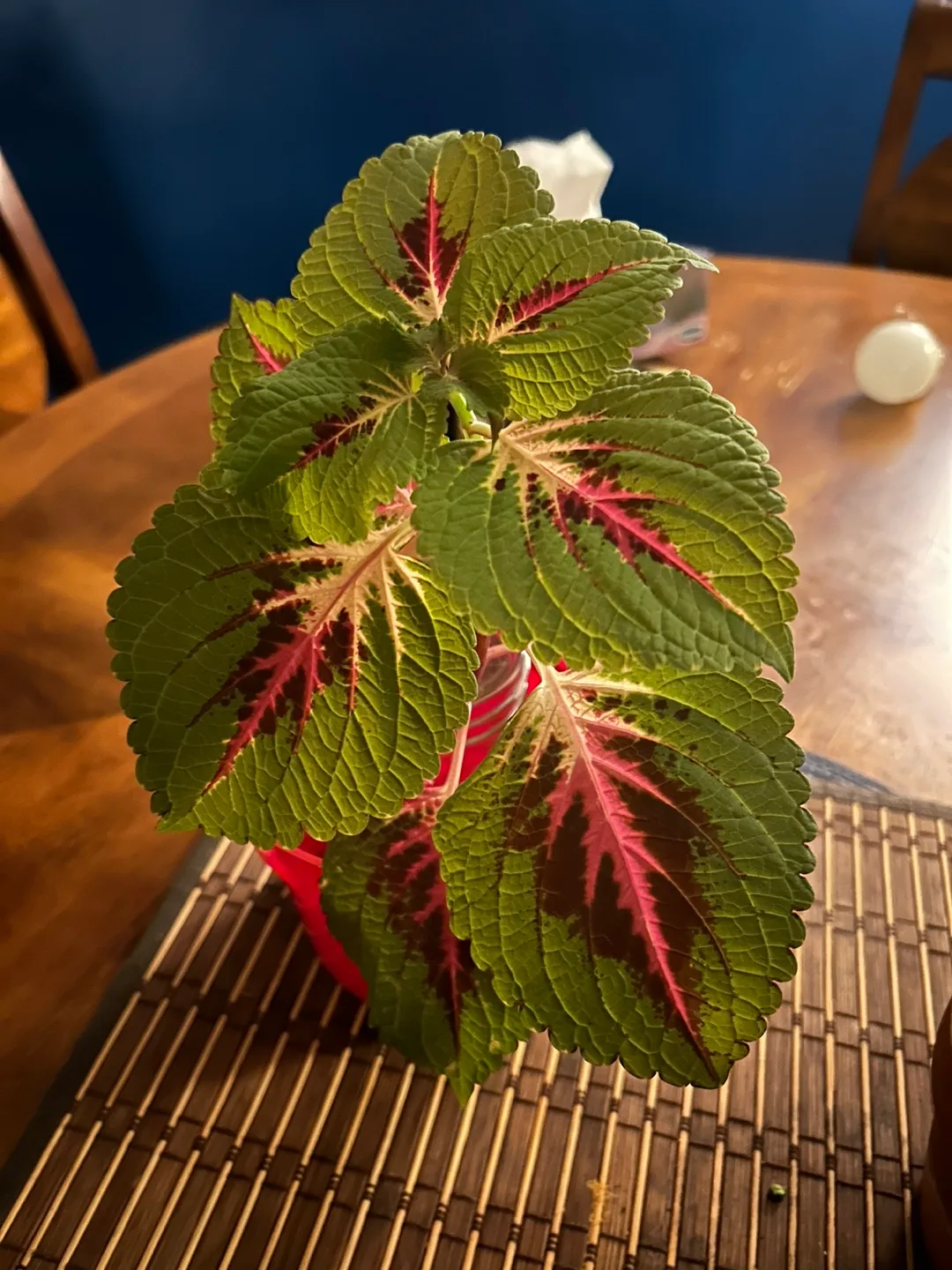 Coleus Plant Cutting thumbnail