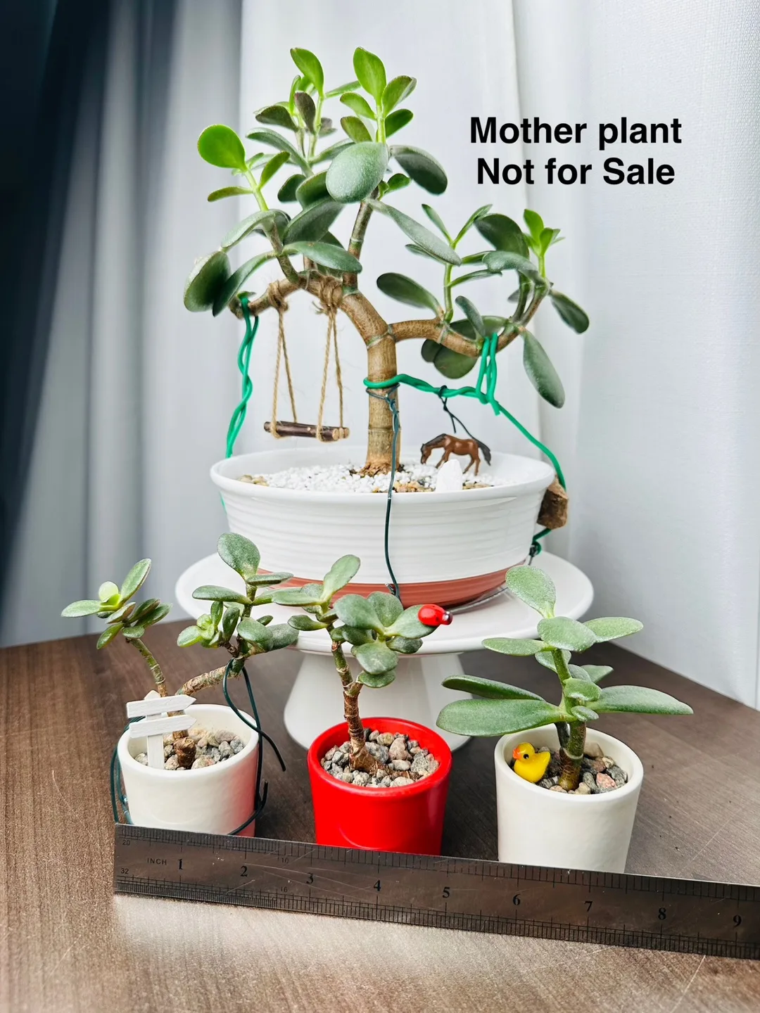 Jade Plant - Lucky Plant #ThriftyPicks thumbnail