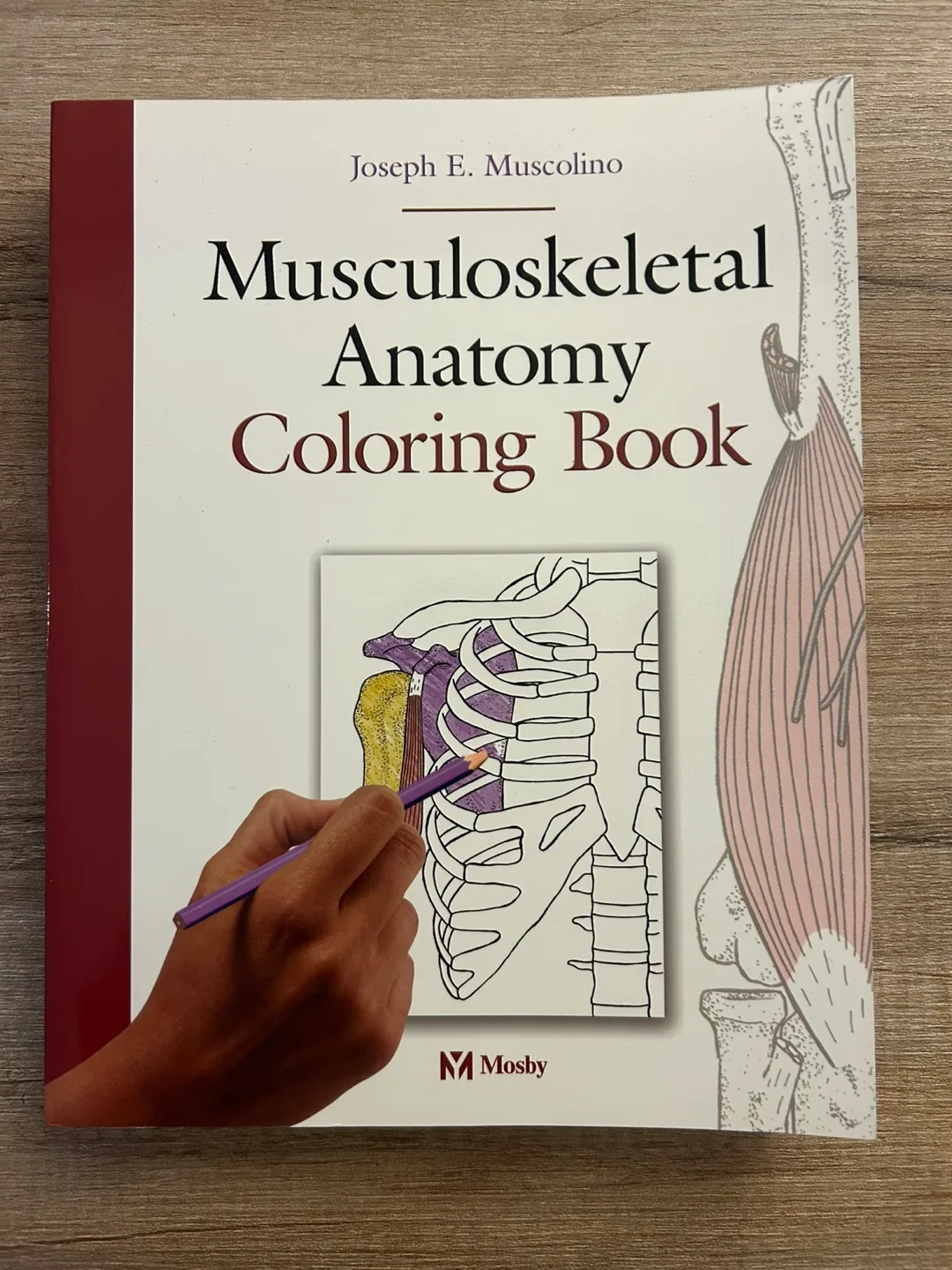 Massage Therapy Study Bundle image indicator(2)