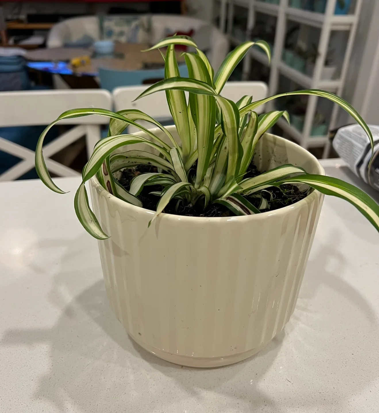 SPIDER PLANT Indoor plant in white ceramic pot image indicator(2)