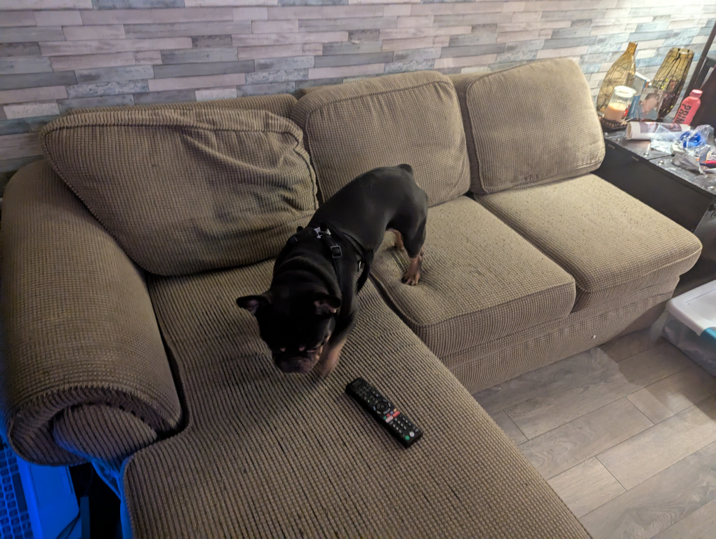 Free Sofa - photo 2