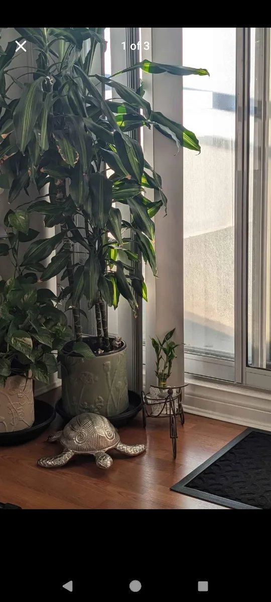 5ft+ tall Draceana fragrans plant for sale thumbnail