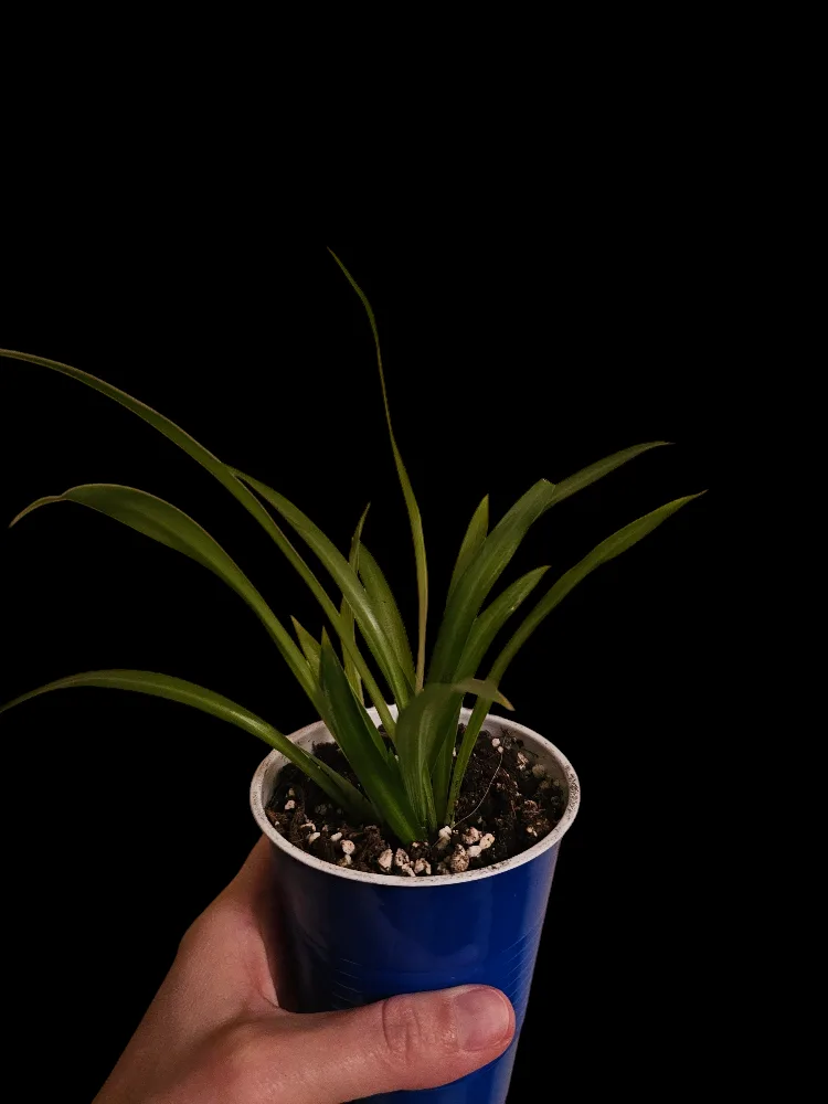 Spider Plant Babies image indicator(2)