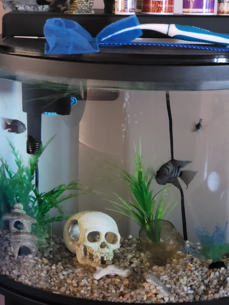 29 gallon bowfront Aquarium with Stand - photo 3
