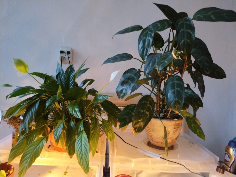 Two potted plants big