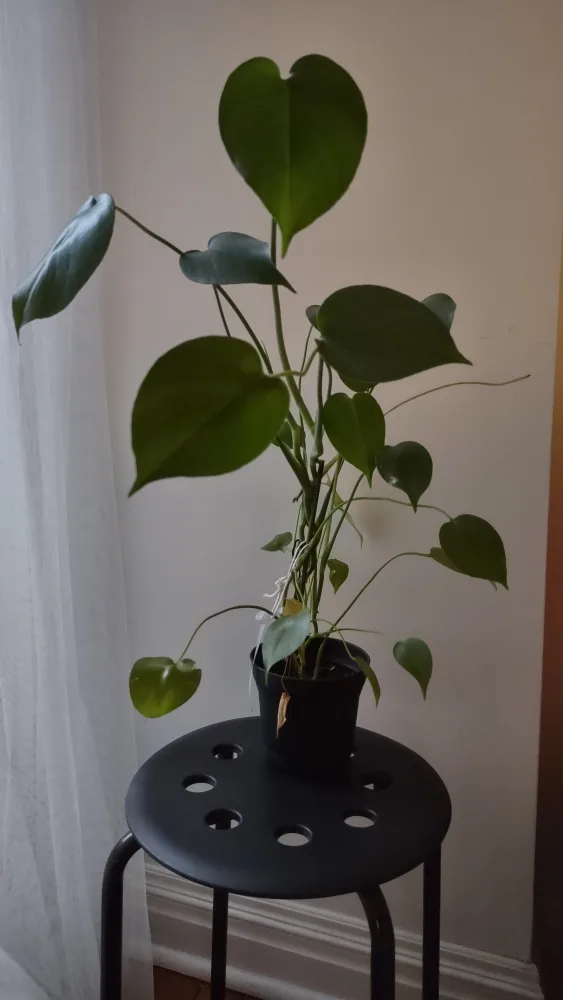Medium monstera Deliciosa Plant image indicator(2)
