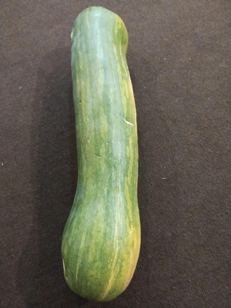 Large Green Squash image indicator(2)