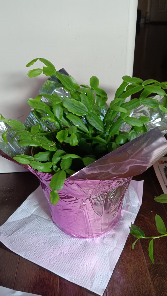 plant with cute wrapping #thriftypicks