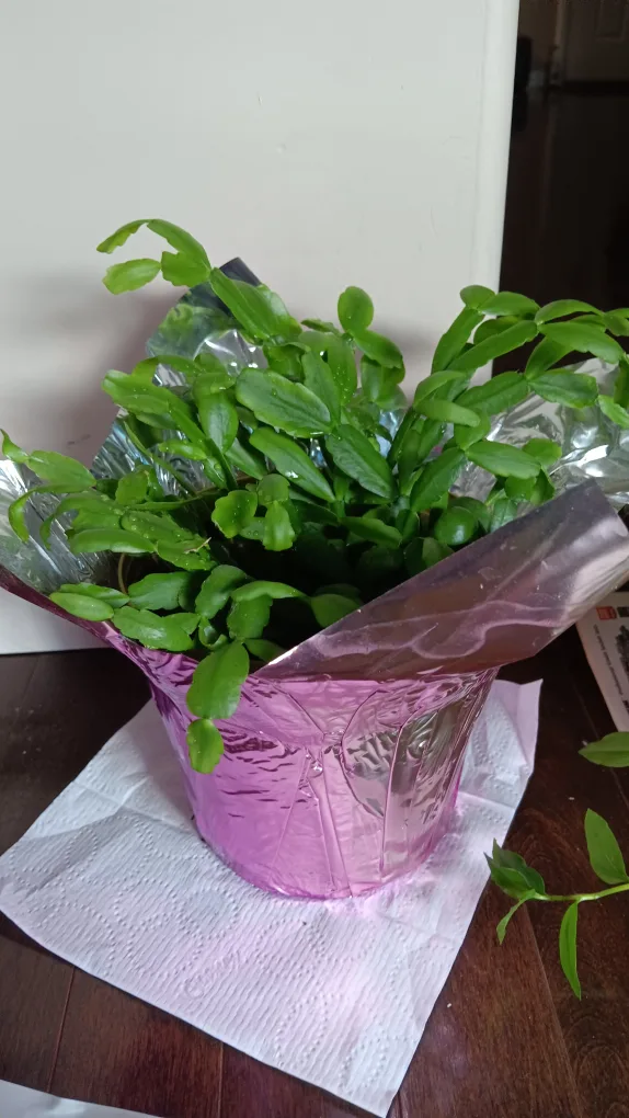 plant with cute wrapping #thriftypicks thumbnail