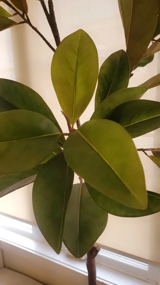 6ft Large Artificial Magnolia Tree image indicator(2)