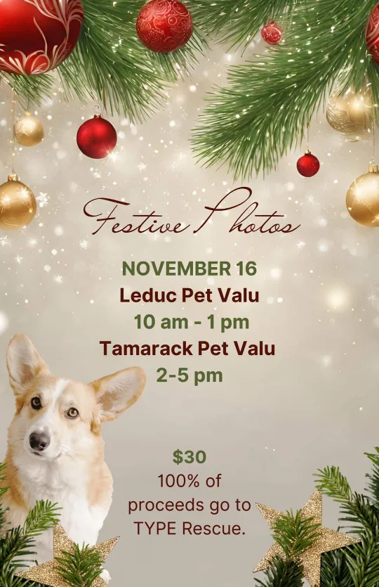 Festive Photos - Through Your Pets Eyes Animal Rescue thumbnail