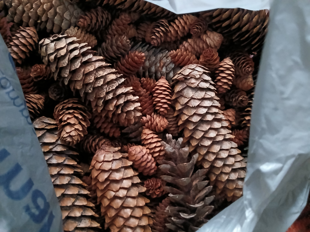 3 grocery bags of Pine Cones #freecycle