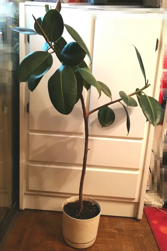Ficus elastica - rubber tree thumbnail