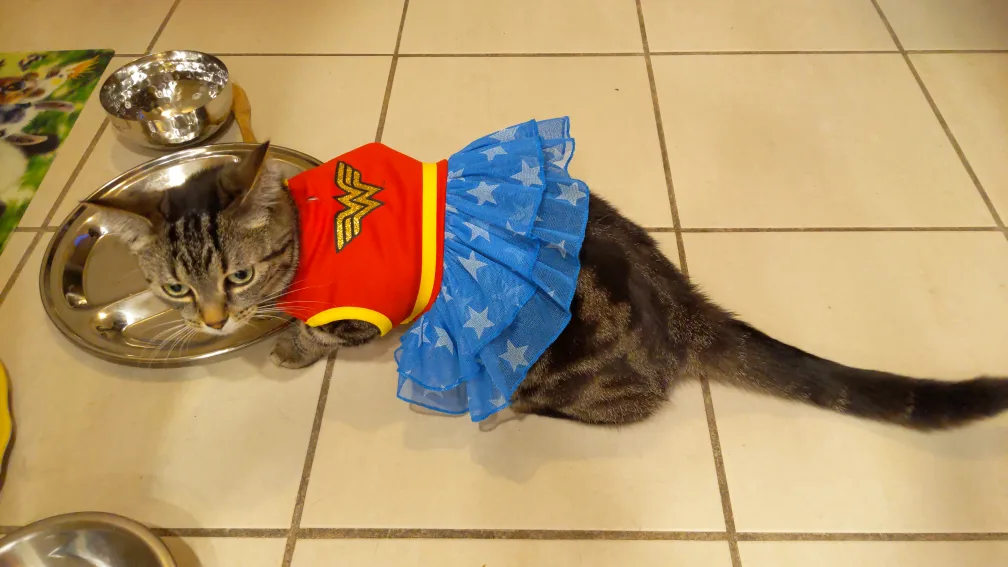 small pet wonder woman costume 🧡 image indicator(5)