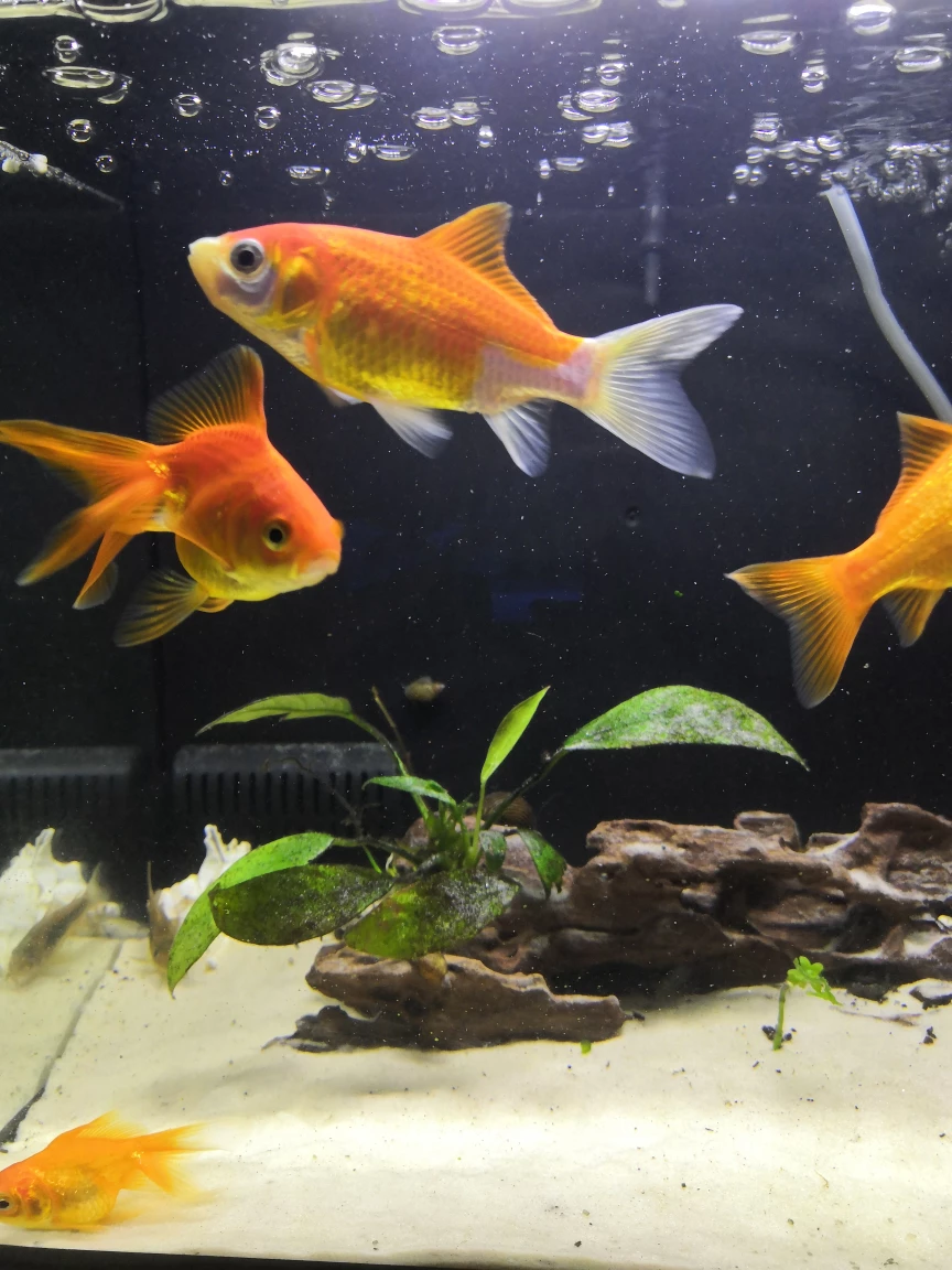 2 Common Goldfish & 2 Fantail Goldfish - To a GOOD HOME - photo 2