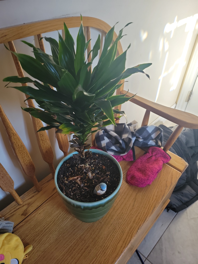 SOLD !!!!Large House Plants - 5 Plants - photo 3