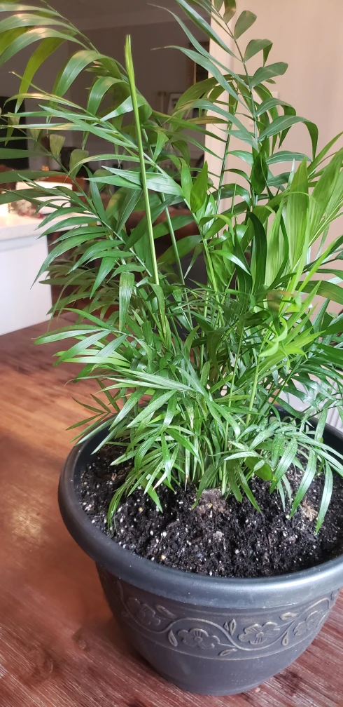 Palm plant in pot