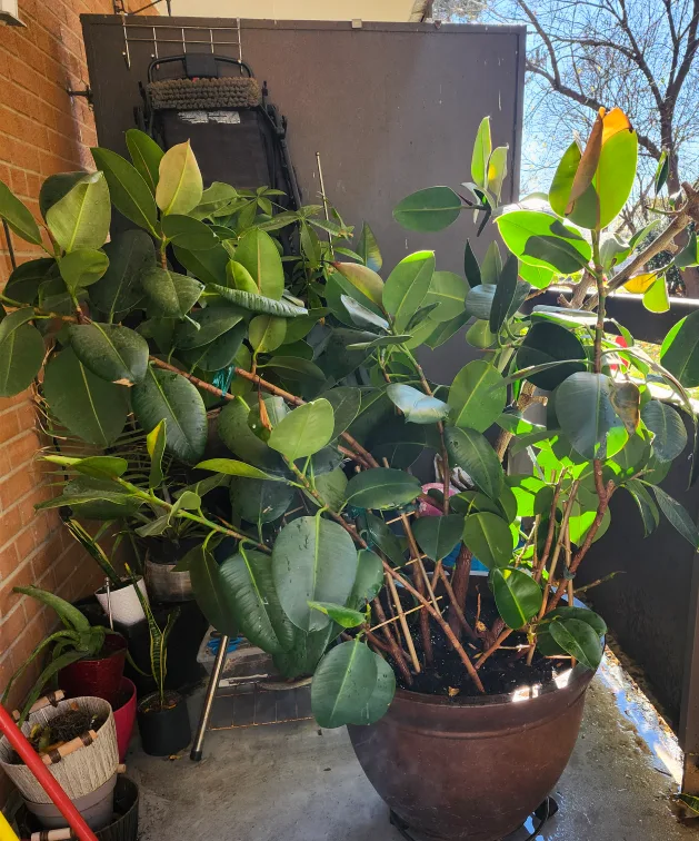 Large Rubber Tree with Pot thumbnail