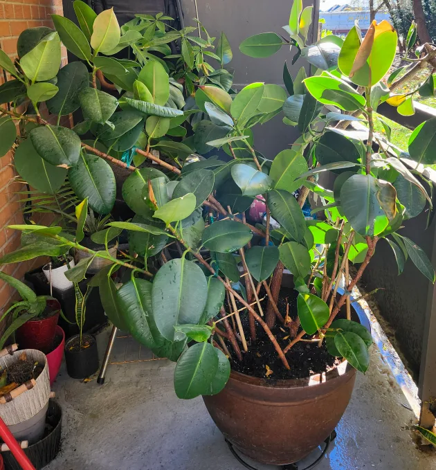 Large Rubber Tree with Pot image indicator(2)