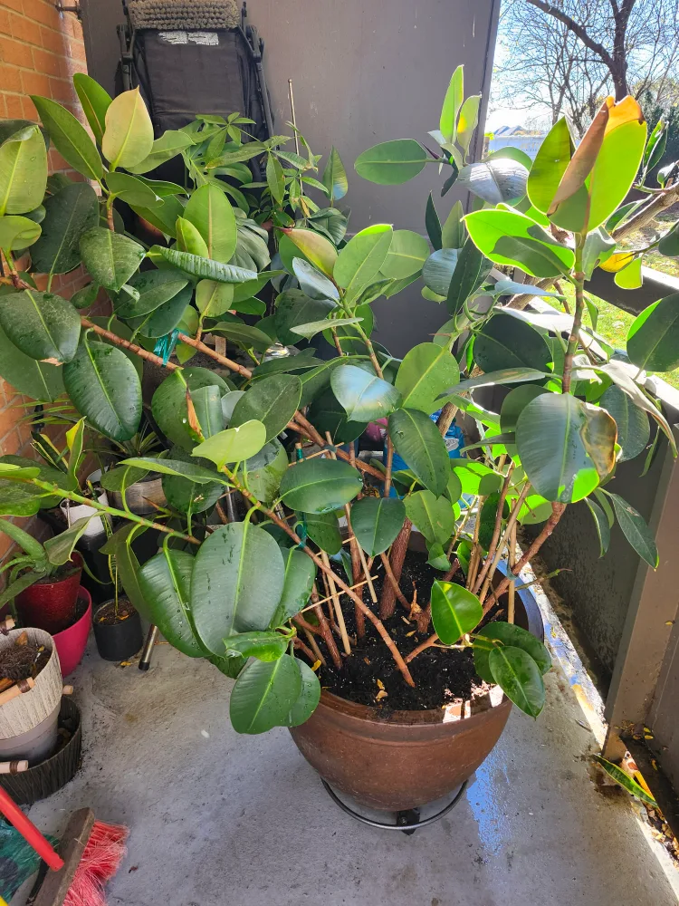 Large Rubber Tree with Pot image indicator(3)