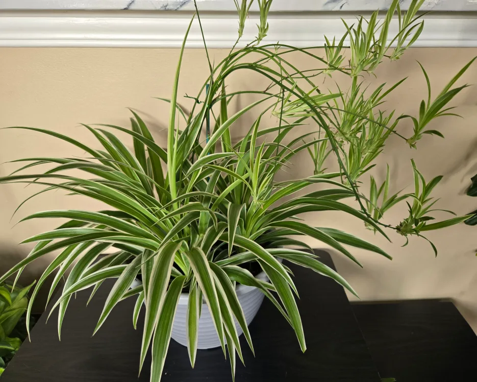 Large Spider plant hanging basket image indicator(2)