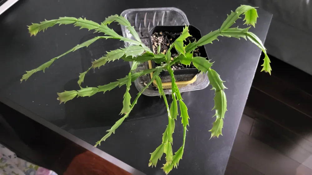 Pink Christmas Cactus ( have flower buds) thumbnail