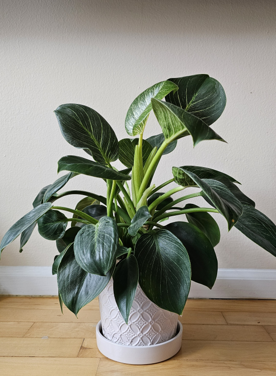 Healthy Philodendron Birkin - photo 4