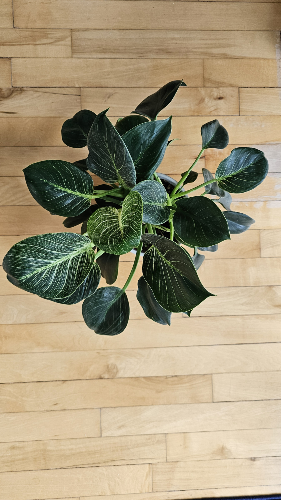 Healthy Philodendron Birkin - photo 3