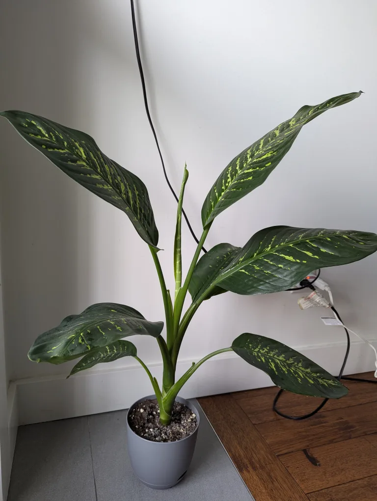 dieffenbachia (dumb cane) plant thumbnail