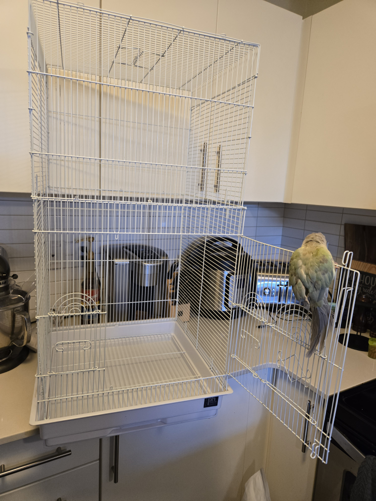 White Bird Cage