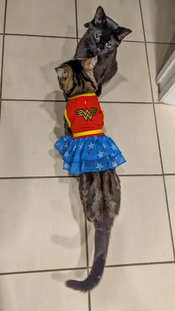 small pet wonder woman costume 🧡 image indicator(2)