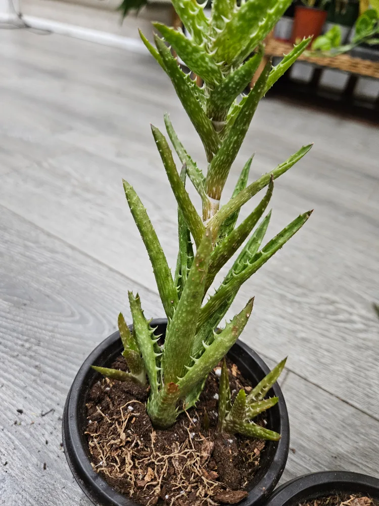 Aloe Vera Plant thumbnail