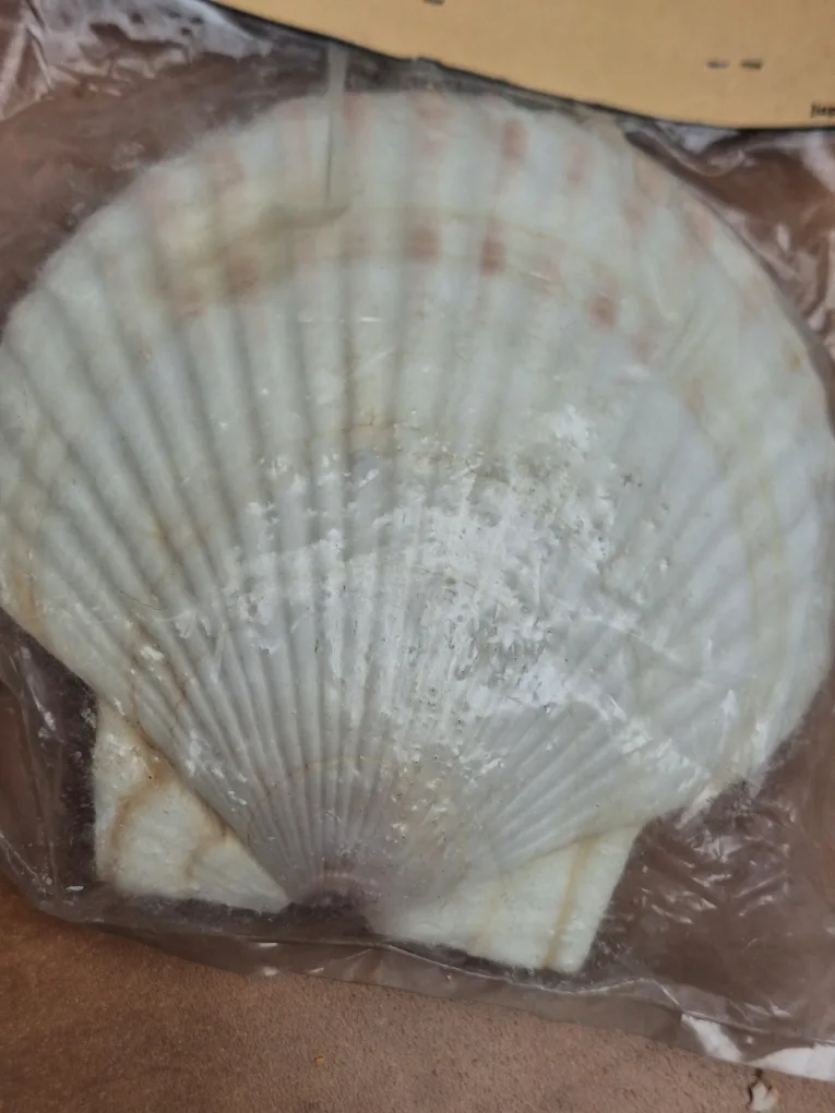 Vintage OBO Baking Shell Set image indicator(3)