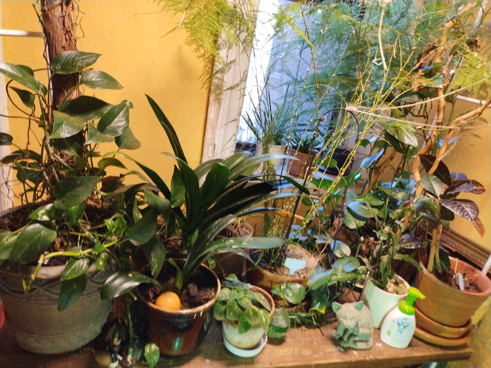 Assorted Indoor Plants