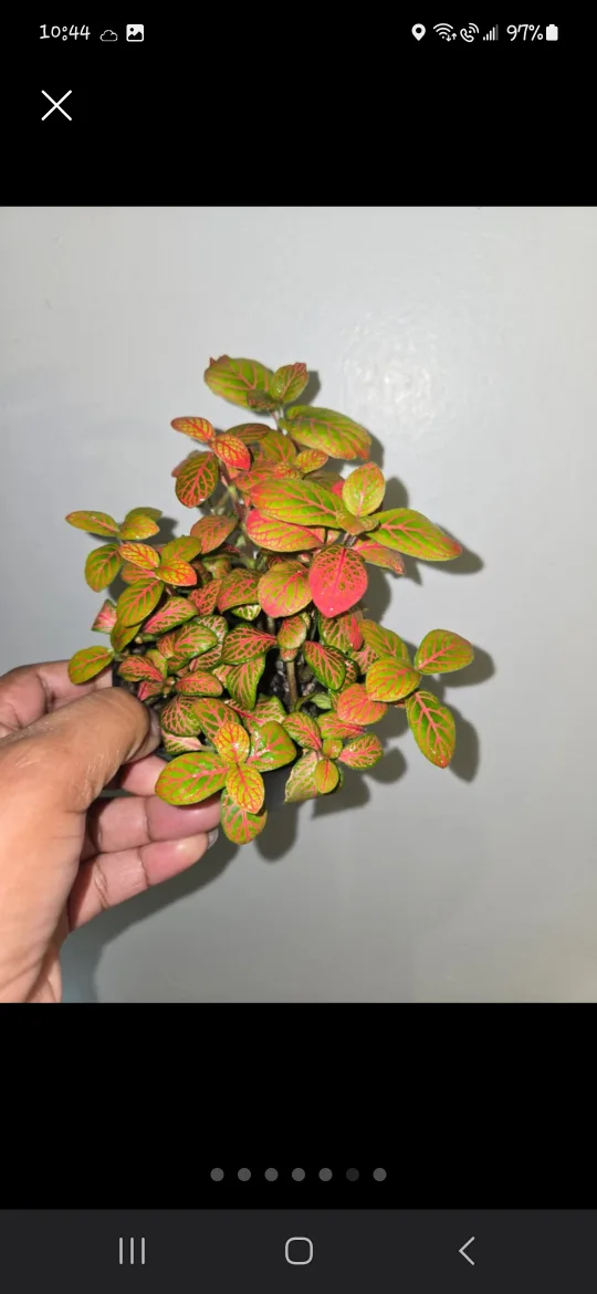 Red Fittonia/Nerve Plant 🌿🌸✨️ thumbnail
