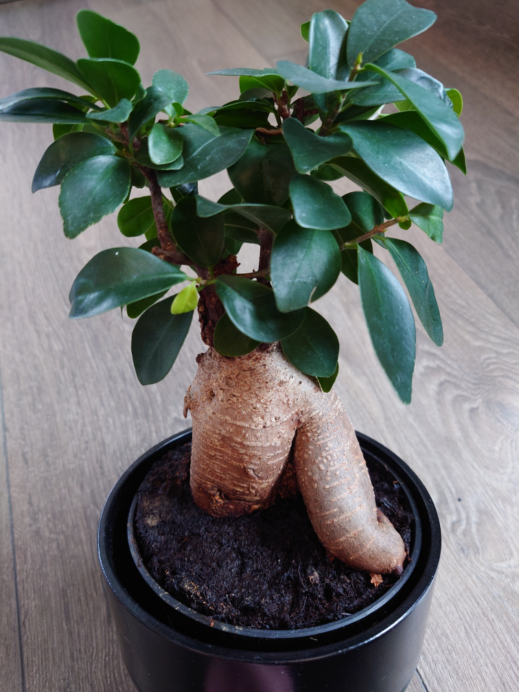 Ficus Bonsai Tree