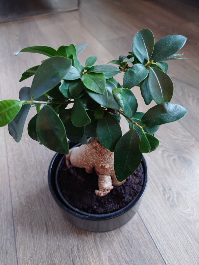 Ficus Bonsai Tree - photo 2