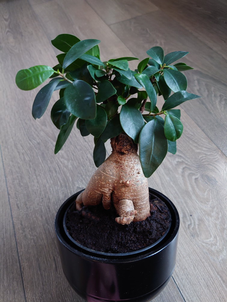 Ficus Bonsai Tree - photo 3