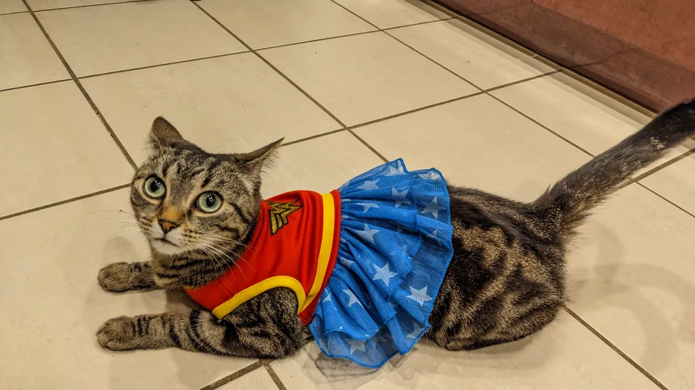 small pet wonder woman costume 🧡 image indicator(7)