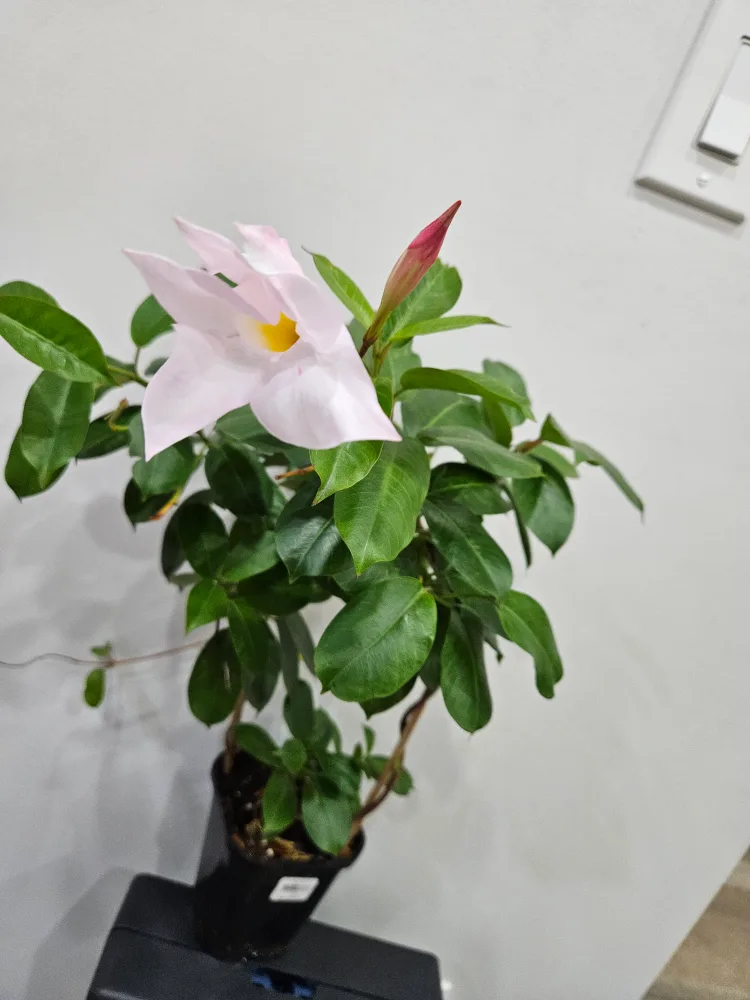 Pink Mandevilla Plant thumbnail