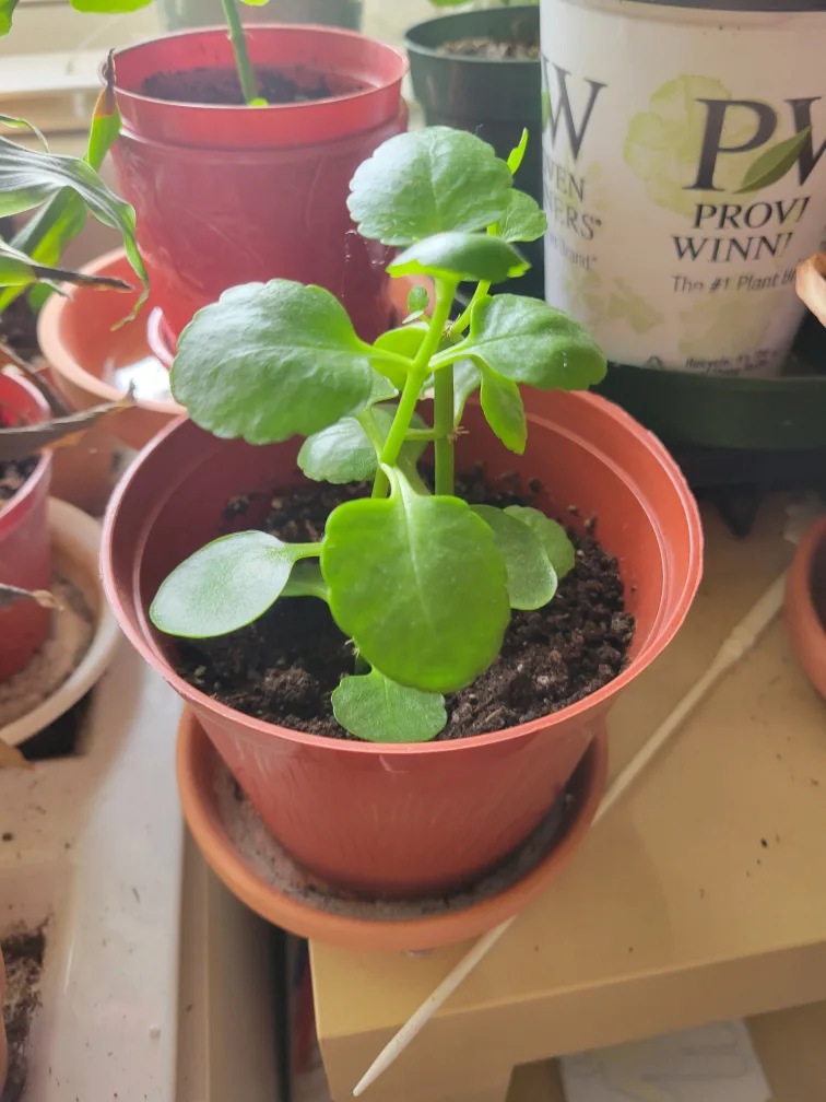 Small potted plant kalanchoe thumbnail