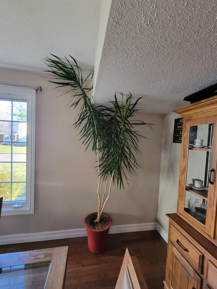 SOLD !!!!Large House Plants - 5 Plants - photo 2