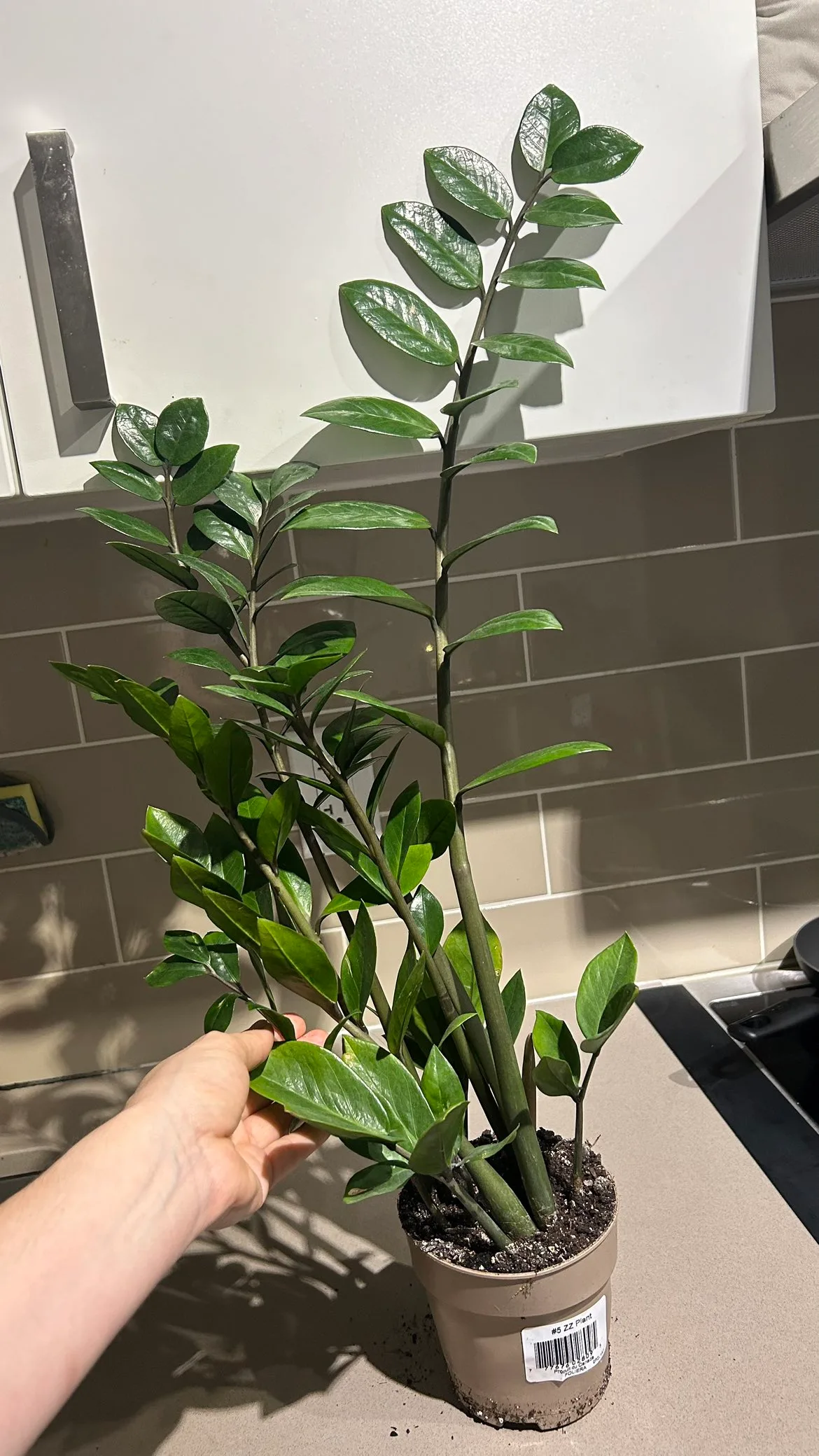 ZZ plant thumbnail