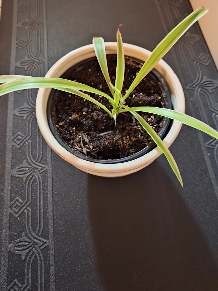 small plant with pot thumbnail